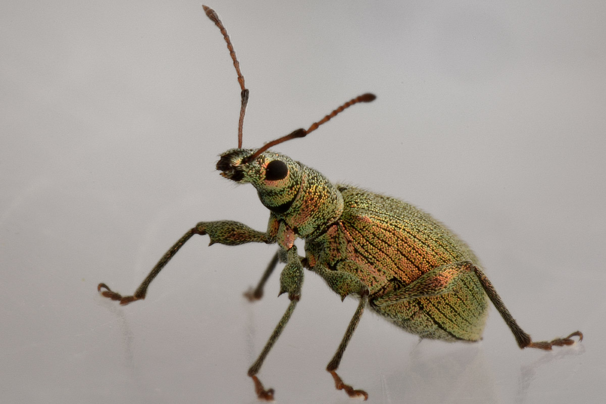 Curculionidae: Phyllobius arborator?  No, Phyllobius (Pterygorrhynchus) romanus